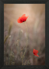 Red field poppies, macro