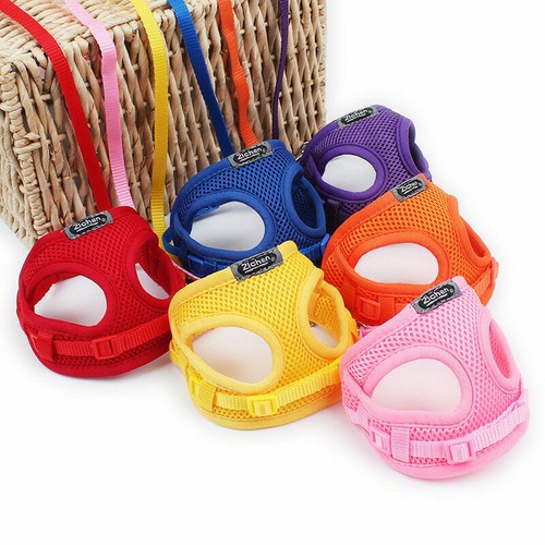 Tiny dogs harness lead - tiny, set