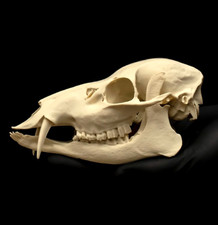 Chinese Water Deer Skull