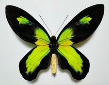 FANTASTIC ORNITHOPTERA
