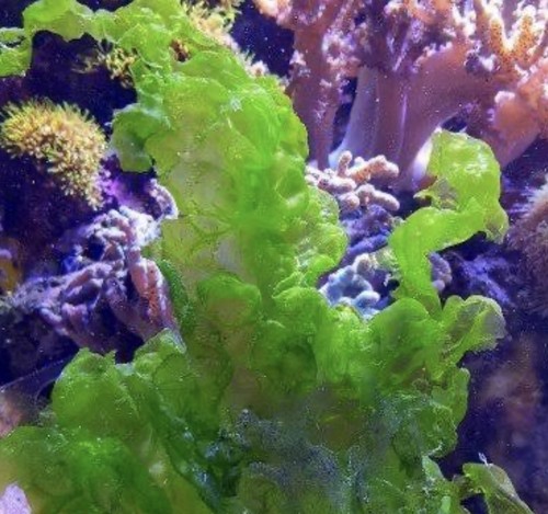 Ulva sea lettuce macroalgae - sea,