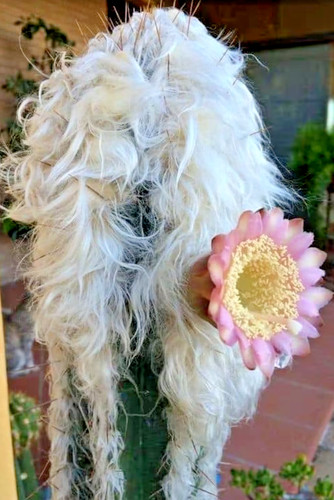 Old man the andes cactus - the,
