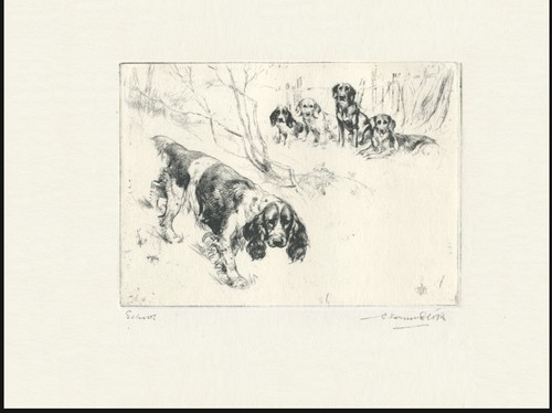 English springer spaniel - english,