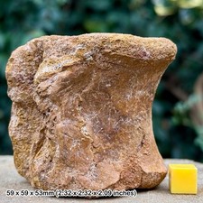 Dinosaur fossil theropod