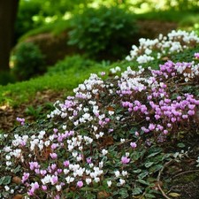 Cyclamen hederifolium in 9cm Pot - Hardy Autumn Flowering Woodland Perennial