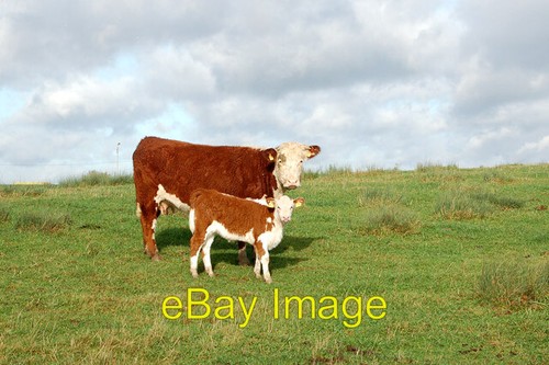 Photo 6x4 hereford cow and - photo,