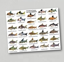 Fridge Magnet Tropical