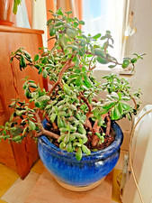 Jade Plant - Large  lucky