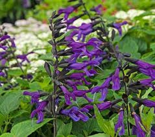 Salvia amistad hardy sage - salvia,