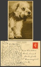 Fox Terrier Dog Puppy, Old