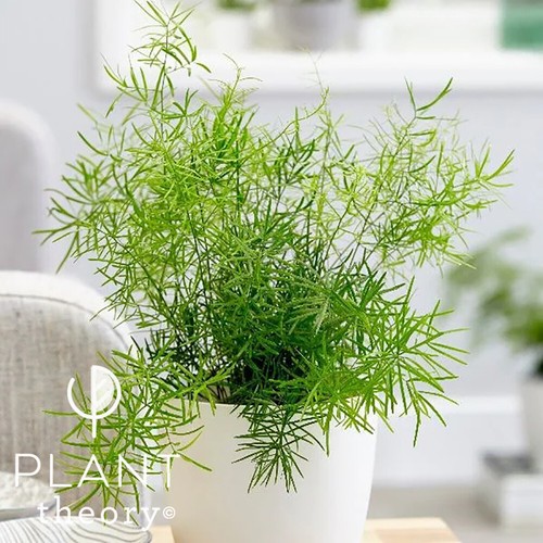 30cm asparagus densiflorus - 30cm,