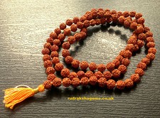 11 mm 11mm RUDRAKSHA RUDRAKSH