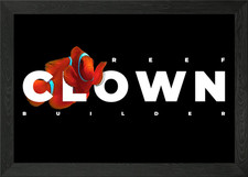 Clownfish Marine Fish Framed