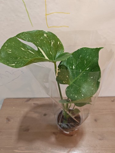 Monstera thai constellation - thai,