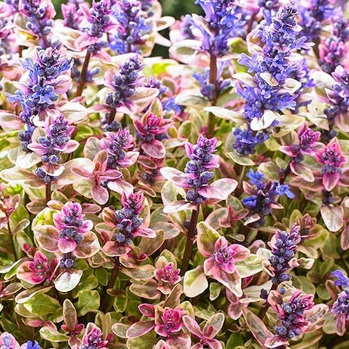 Ajuga princess nadia plug - 4x, nadia'