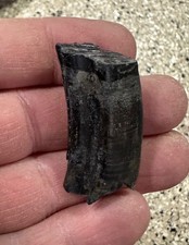 Nice fossil GIANT BEAVER tooth