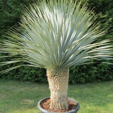 YUCCA ROSTRATA - 5 x seeds - beaked yucca, unusual tropical