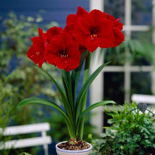 Amaryllis red lion winter - lion',