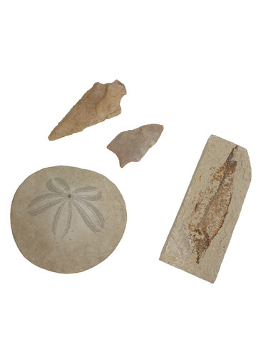 Fossil neolithic stone - fossil, age