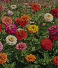 Zinnias mix, organic seeds