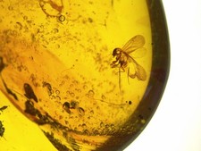 Fossil burmese amber - burmese,