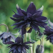 Aquilegia 'Black Barlow'