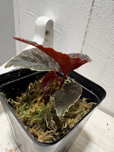 Begonia darthvadariana tawau - begonia,