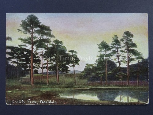 Wastdale scotch firs c1905 - scotch,