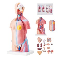 Uimoso Anatomical Human Torso