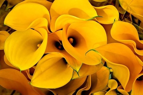 Florex gold calla - lily, bulbs