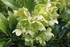 Helleborus argutifolius -