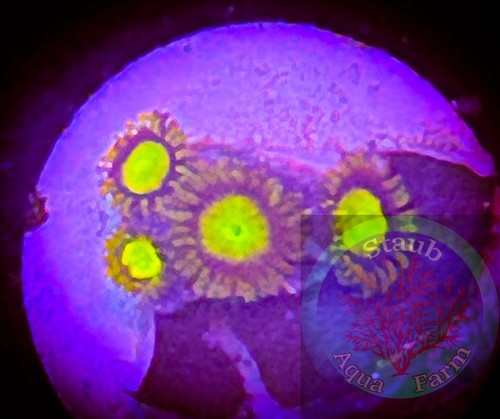 Saf king midas zoanthid coral - saf~king,