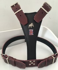 BRITISH /ENGLISH - BULLDOG