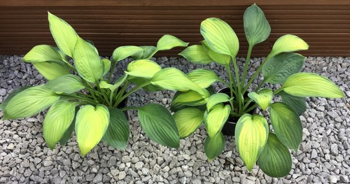Hosta guacamole plantain - hosta,
