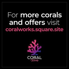 ⭐️ Zoas & Corals ⭐️