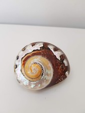 Polished Natural South African Turban SeaShell Coral Snail Home Fish Tank Decor