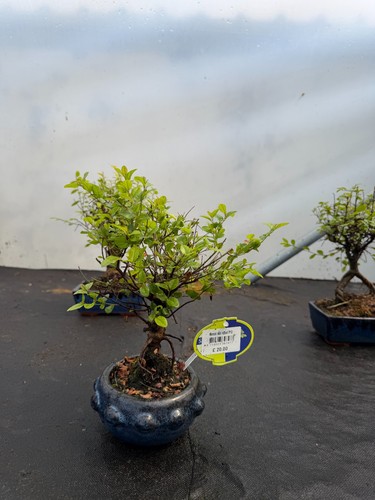 Sagaretia flowering bonsai - flowering,