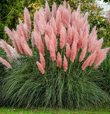 Cortaderia selloana Rosea PINK