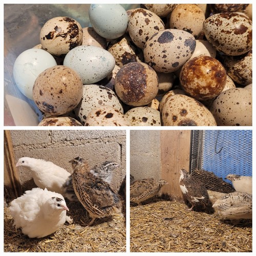 Coturnix quail hatching - 48+,