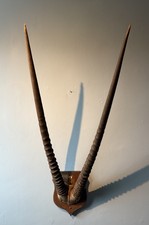 HUGE ORYX SKULL XL WIDE