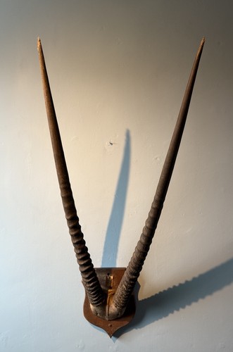 Huge oryx skull wide - huge,