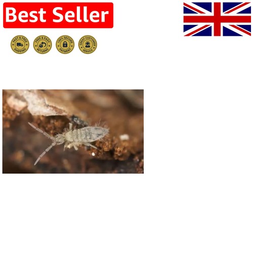 Live springtail starter colony - live,