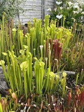  Carnivorous Plant Bog Garden Collection, 60 Plants Plus Extras 