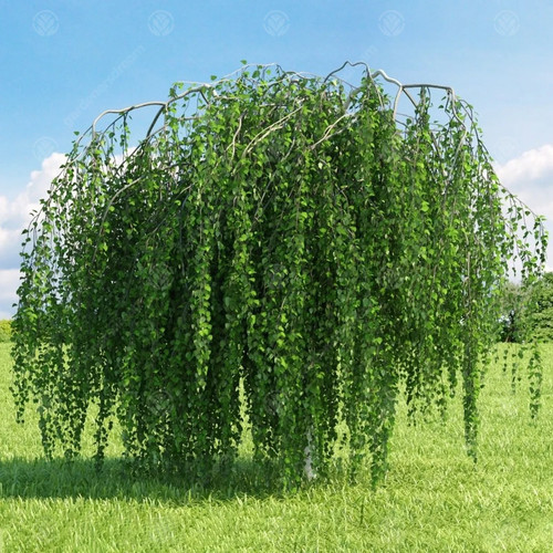 Weeping birch betula youngii - weeping,