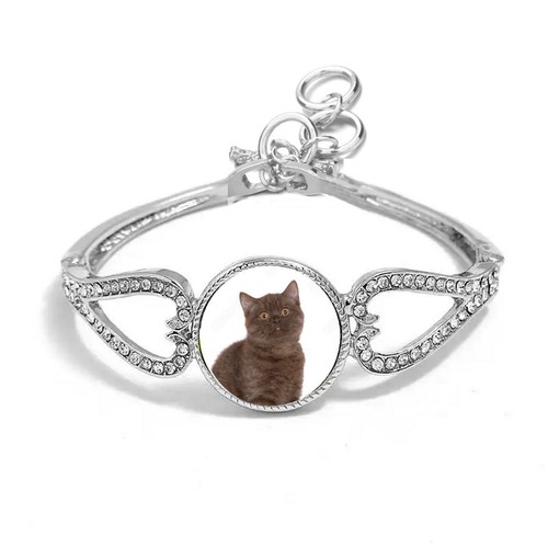 British shorthair cat silver - british,