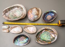mixture collection of natural beautiful Abalone Shells 8-20cm sizes