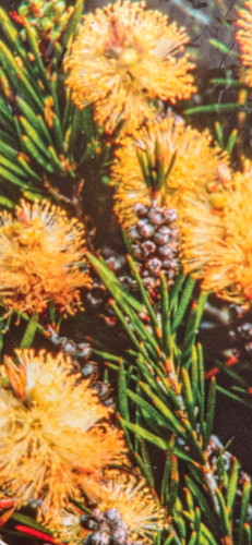 Callistemon salignus honey - callistemon,