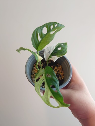 Rare monstera adansonii albo - monstera,