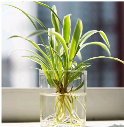 Baby spider house plant - baby,