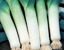 Leeks Musselburgh x12  Multi